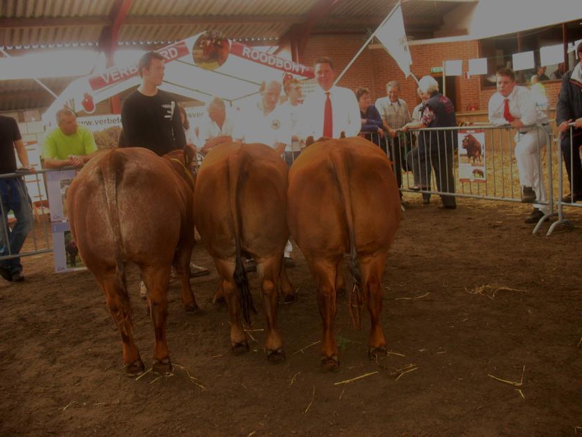 Eigenaarsgroepen: Ook hier een strijd tussen 3 stellen. Roel de Smit, Mts. v. Abeelen en Klaas Tigchelaar.