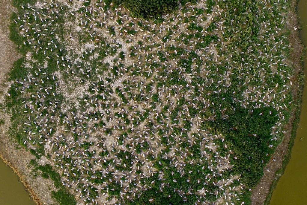 Drone opname van broedende Grote Sterns in het Wagejot, 17 mei 2016. Drone photo of breeding Sandwich Terns, Wagejot. Marc Plomp / Vogelinformatiecentrum aantal broedende vogels.