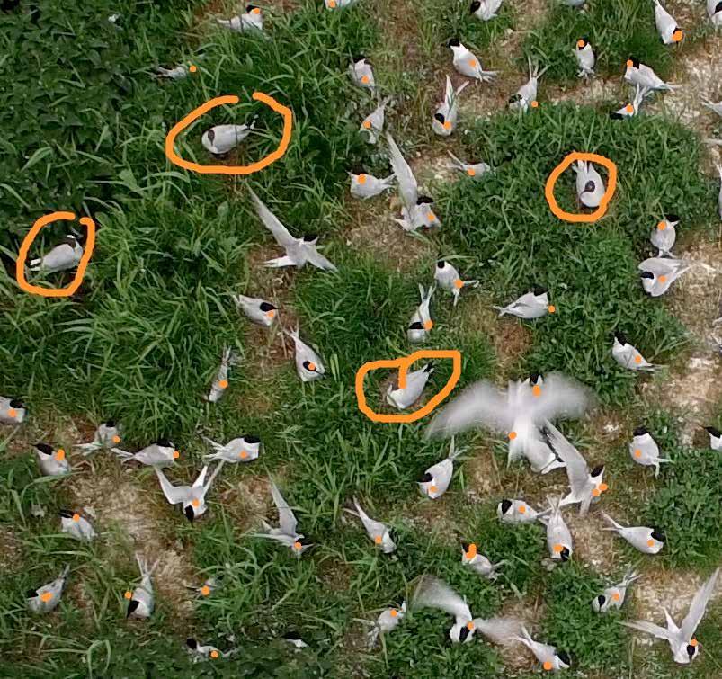 Bij telling op de computer worden de getelde vogels voorzien van een stip. De vier omcirkelde vogels zijn Kokmeeuwen, Wagejot, 17 mei 2017. Drone picture zoomed in on breeding Sandwich Terns.