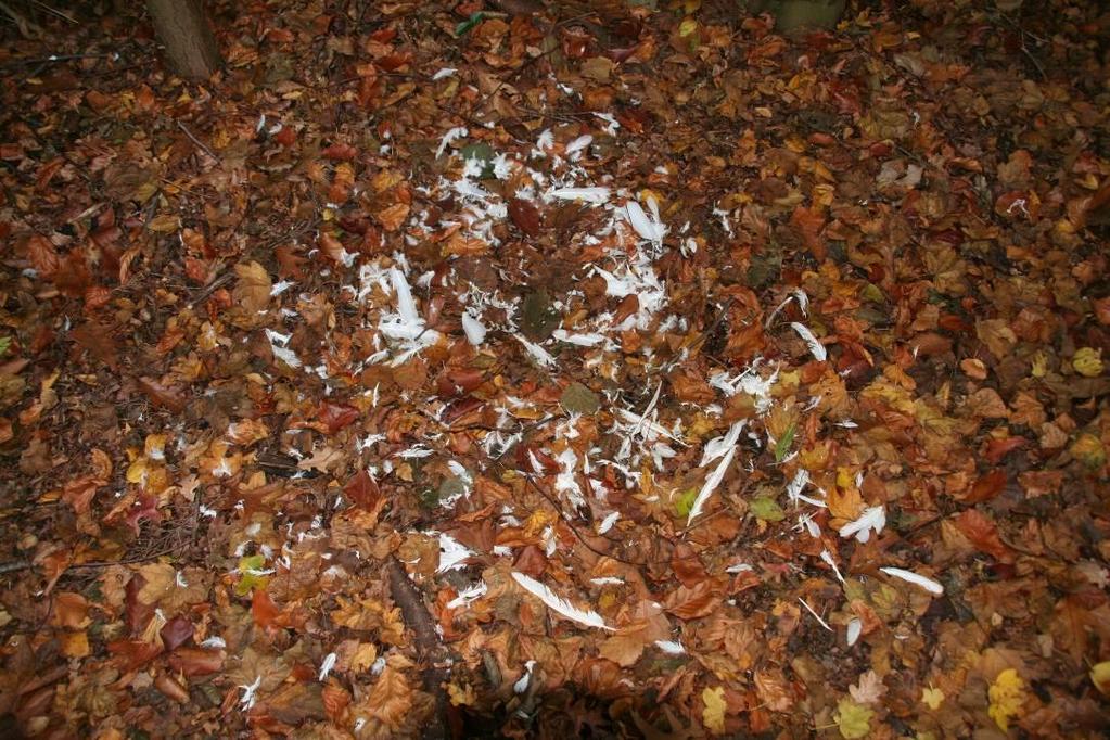 3.2.2 Veldonderzoek Flora Op het perceel groeien naast de verschillende tuinplanten diverse, algemene ruigtekruiden en grassoorten.