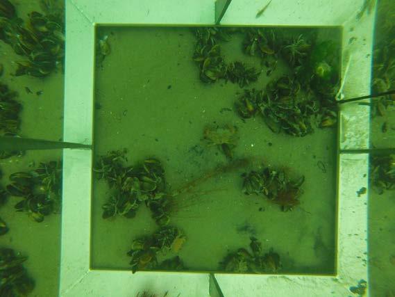 automatische beeldverwerking, worden beoordeeld. De automatische beeldverwerking maakt het mogelijk om het bedekkingspercentage van de mosselen te schatten maar ook om zeesterren en krabben te tellen.