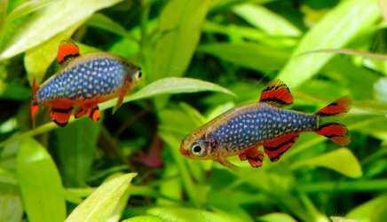 Bijzonderheden over de barbelen, danio s en rasbora s o o o Barbelen, danio s en rasbora s zijn vrij gemakkelijke en sterke vissen.