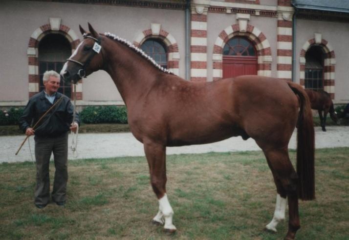 Op dinsdag 4 maart reisden Renée en ik af naar Obernai (Frankrijk) om deel te nemen aan een jurydag van het Selle Français.