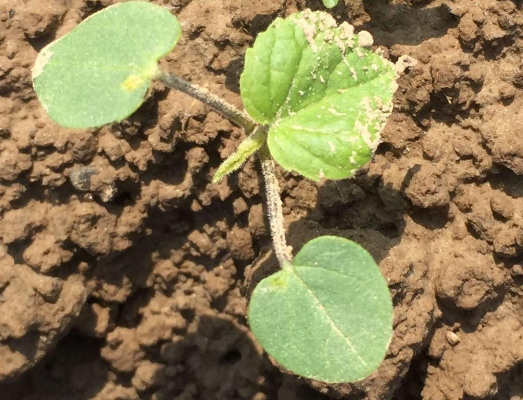 bietenvelden 16 Hier en daar wordt overlevende abutilon