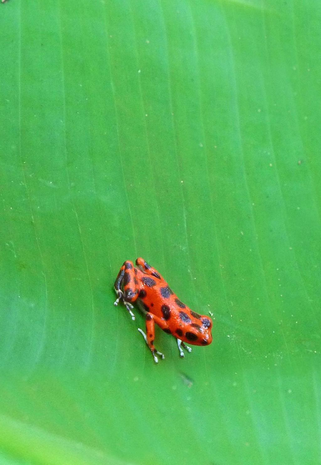 Biomimicry voor Sociale Innovatie Dompel je