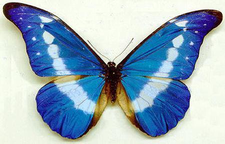 16) Nieuwe laag, zacht Penseel, witte kleur, dekking = 30%, onderaan wat witte randen schilderen: 17) Zoek Vlinder