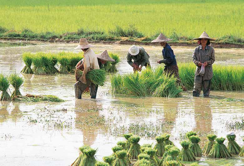 30 INTRODUCING THAILAND A PORTRAIT OF THAILAND 3 Monsoon Country The rice cycle, upon which the Thais have long believed