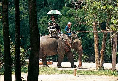 238 239 p Lampang a Thai Elephant Conservation Center s Uttaradit 095 Ó} 5 SOPPONG THAM PLA 3 ~ ( MAE HONG Ó 6PAI SON ~ Hua Kha MAE SARIANG i Salawin Moei Khun Mae La Noi Mae Sam Laep 4MAE AW 08 05