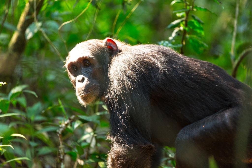 Dag 6: Chimptrekking Kibale (o l d) Vanochtend vroeg wordt je opgehaald en naar het Visitor Centre gebracht voor een korte briefing en start van je Kibale Chimp trekking-ervaring.