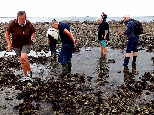 Het deel van de poel dichtbij de Oosterschelde wordt het