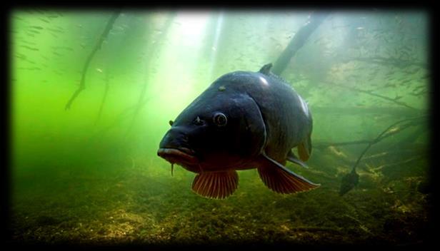 Natuurfilm 'Blikonderwater' Op dinsdag 15 januari is er een speciale filmavond over de natuur onder water.