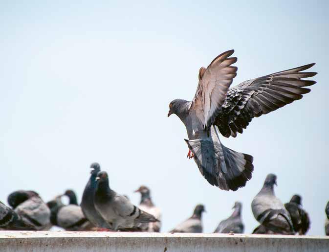 Verboden om duiven eten te geven Elke Sociale Huisvestingsmaatschappij krijgt regelmatig klachten over duiven die voor overlast zorgen.