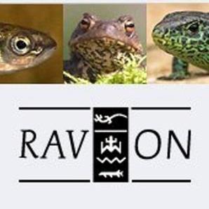 RAVON is de afkorting van Reptielen Amfibieën Vissen Onderzoek Nederland