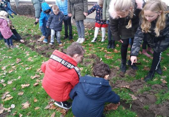 Ouders Bloembollen Op 20 december zijn er op het grasveldje voor ons IKC weer bloembollen geplant.