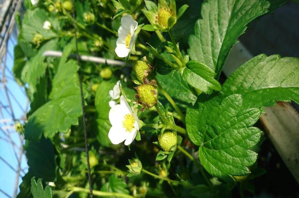 Plant Management en Fruit Productie Het bladoppervlak van Malling Centenary is over het wat lager dan bij Elsanta, het aantal bladeren is echter hoger.