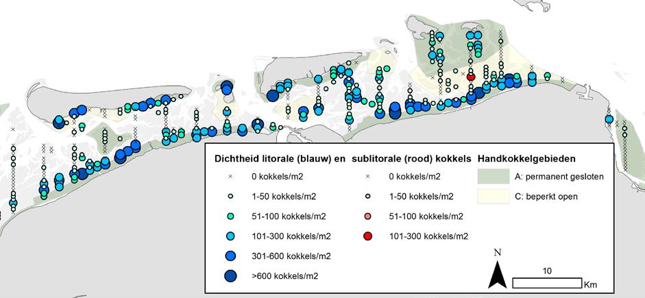 Figuur 13. Dichtheden van kokkels (aantal per m 2 ) in de oostelijke Waddenzee in het voorjaar van 2017.