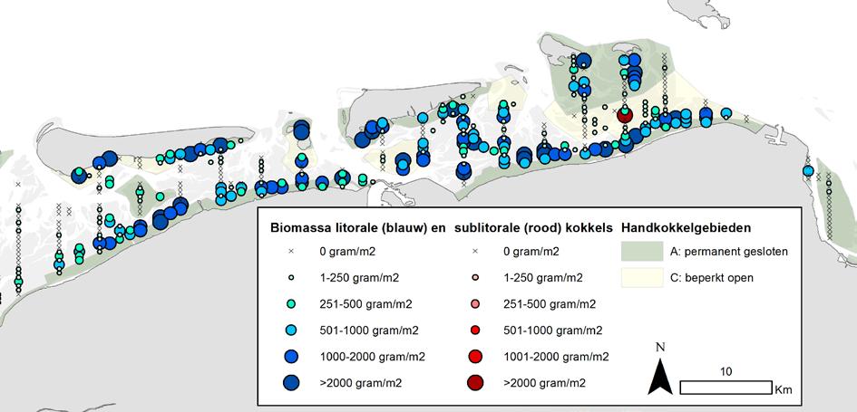 Biomassa van kokkels (gram versgewicht per m 2 ) in de oostelijke Waddenzee in het voorjaar van 2017.