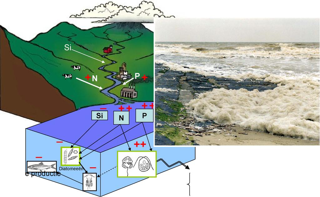 van Phaeocystis te Oostende Verlaagd van vis uduul