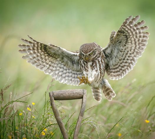 2. BOERENLANDVOGELS, HUN LEEFGEBIEDEN EN BEDREIGINGEN 15 Weidevogels Weidevogels zijn afhankelijk van open, uitgestrekte gebieden met structuurrijke, vochtige en kruidenrijke graslanden met veel