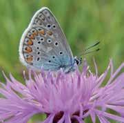 Bruin blauwtje Sinusbeheer is een vorm van