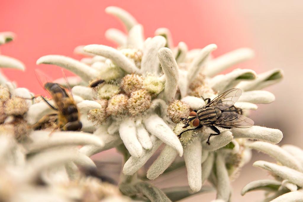 In het tweede deel van de module neem je een duik in de intrigerende wereld van de dichtbij- of macrofotografie. Kleine dingen maken op foto vaak een grootse indruk! Wat is macrofotografie precies?