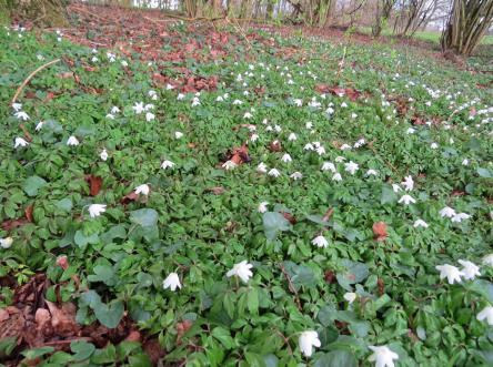 Foto s van waarnemer Sieds Rienks Lentebloemen: Schedegeelster en