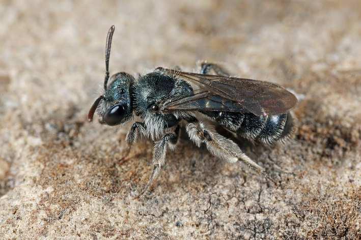 Trachusa byssina [SvdE] Een mannetje op 3 juni bij Itteren (Ac. 176.94-323.62). Apidae Bombus humilis [SJT] Op 10 juni een werkster in het Dwingelderveld (Ac. 223.0-534.8).