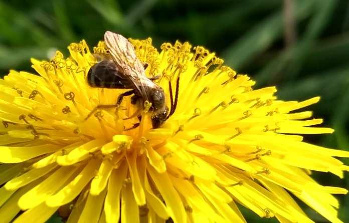 Veruit de meest bijzondere vondst werd gedaan in de polder van Rhoon en betreft de kraagbloedbij Sphecodes spinulosus, een zeer zeldzame soort waarvan historisch slechts een klein aantal vindplaatsen