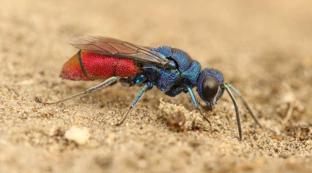 Europa aan tot actie. Zij hebben de engere Chrysis ignita-groep met deze technieken bestudeerd (Soon et al. 2014). Hierdoor werden enkele van de door Kunz onder C.