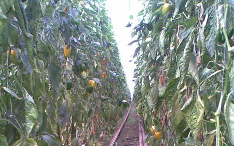 Organic greenhouse production in NL