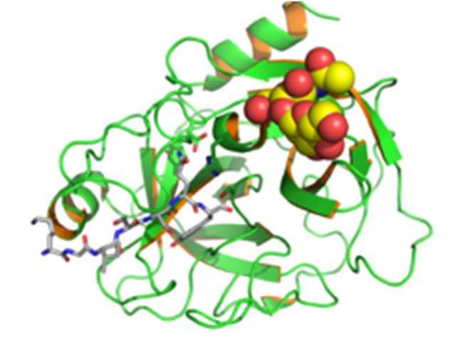 R PSA Enzym Oplossen matrix ejaculaat Afbraak mucus cervix Begin jaren 80 Forensisch