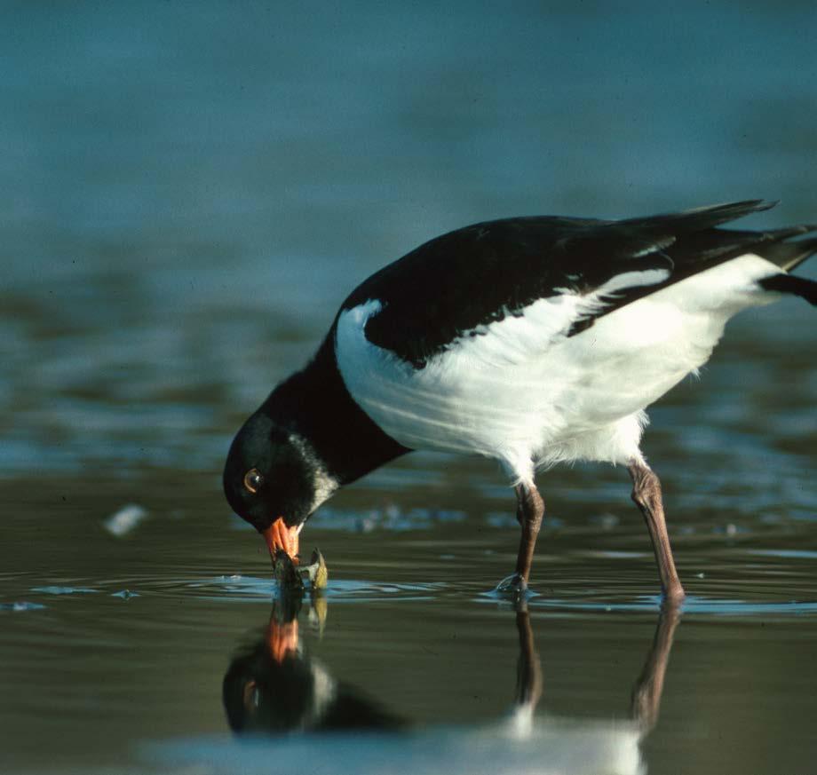 De onderzoeksresultaten voor de Westerschelde tonen aan dat er in de laagdynamische zones ruim voldoende voedsel aanwezig is voor de vogels, maar dat het onvoldoende beschikbaar is.