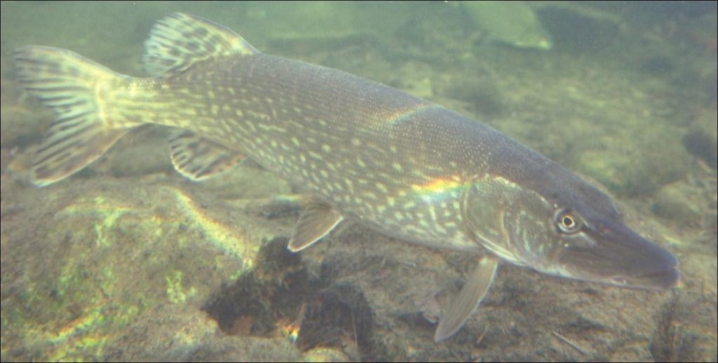 Aandachtspunten Gebruikte juveniele kreeften waren mogelijk te groot om als gemakkelijk voedsel voor de paling van ca.