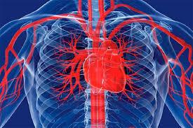 Hart en bloedvaten: Hart ondersteunt het hart goed voor hart en bloedvaten verzorgende invloed op hart en bloedvaten Bloedvaten houdt de bloedvaten elastisch houdt de bloedvaten soepel houdt de