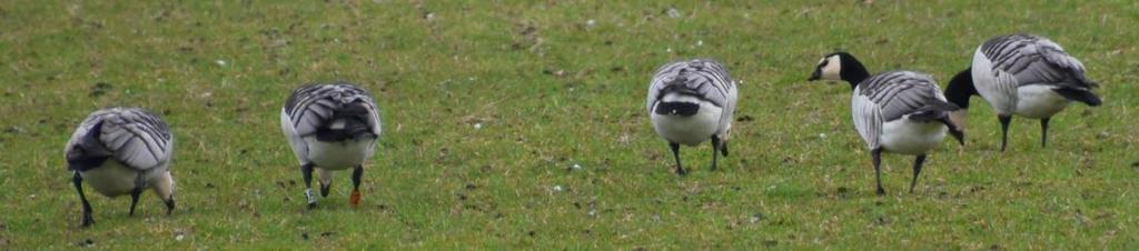 Overwinterende Grote Zilverreigers In het kader van het onderzoek naar de herkomst van in Nederland overwinterende, buitenlandse Grote Zilverreigers blijven meldingen van waargenomen Grote