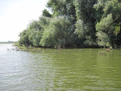 De oevers lopen redelijk steil af en zijn begroeid met bomen en riet. In het water zijn veel waterplanten (hoornblad en vederkruid) aanwezig. figuur. Impressie van Hochterbampd.