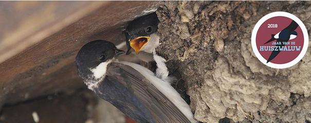 2018 Jaar van de Huiszwaluw. Stichting Ornithologisch Veld Onderzoek Nederland (Sovon) en de Vogelbescherming hebben 2018 uitgeroepen tot het jaar van de Huiszwaluw.