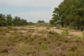 Herstel heideverbindingen Herstel heideverbindingen in de Maasduinen De Maasduinen staan bekend om hun uitgestrekte heidevelden.