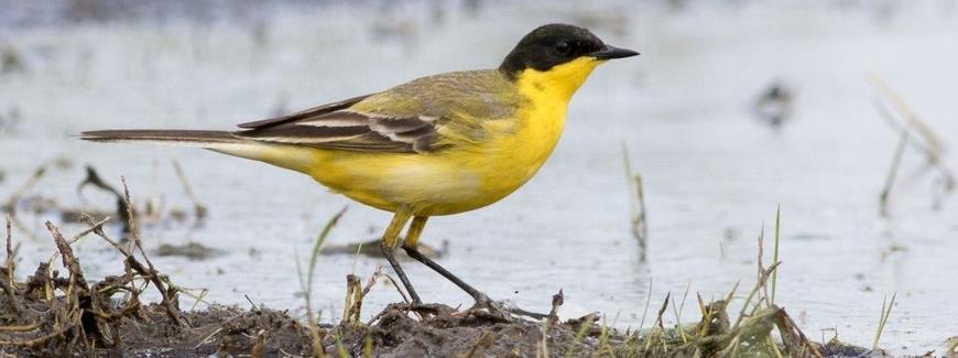 Biodiversiteit in Nationaal Park Hollandse Duinen hoger dan verwacht 28-JUN-2018 - In het nieuw op te richten Nationale Park Hollandse Duinen zijn in 2018 al meer dan 5.