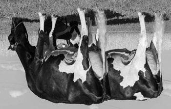 S WERELDS BESTE IMMUNITY+ EXTERIEUR STIER VAUDAL UNIX CLAUDI VG-87-3YR-CAN EN