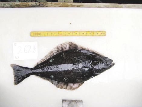 Een heilbot van 262 gram gefotografeerd met een schaalverdeling was het bedrijf in staat om bij kleinere vis onnodige uitval door stress en agressie te voorkomen terwijl er bij de grotere vis in de