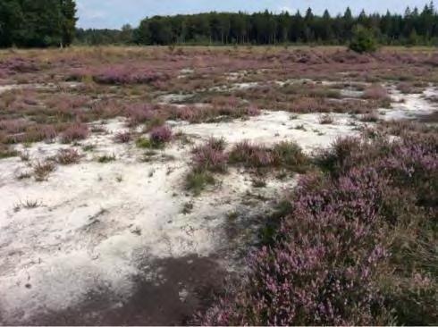 Boswachterij  Kruiden- en faunarijk