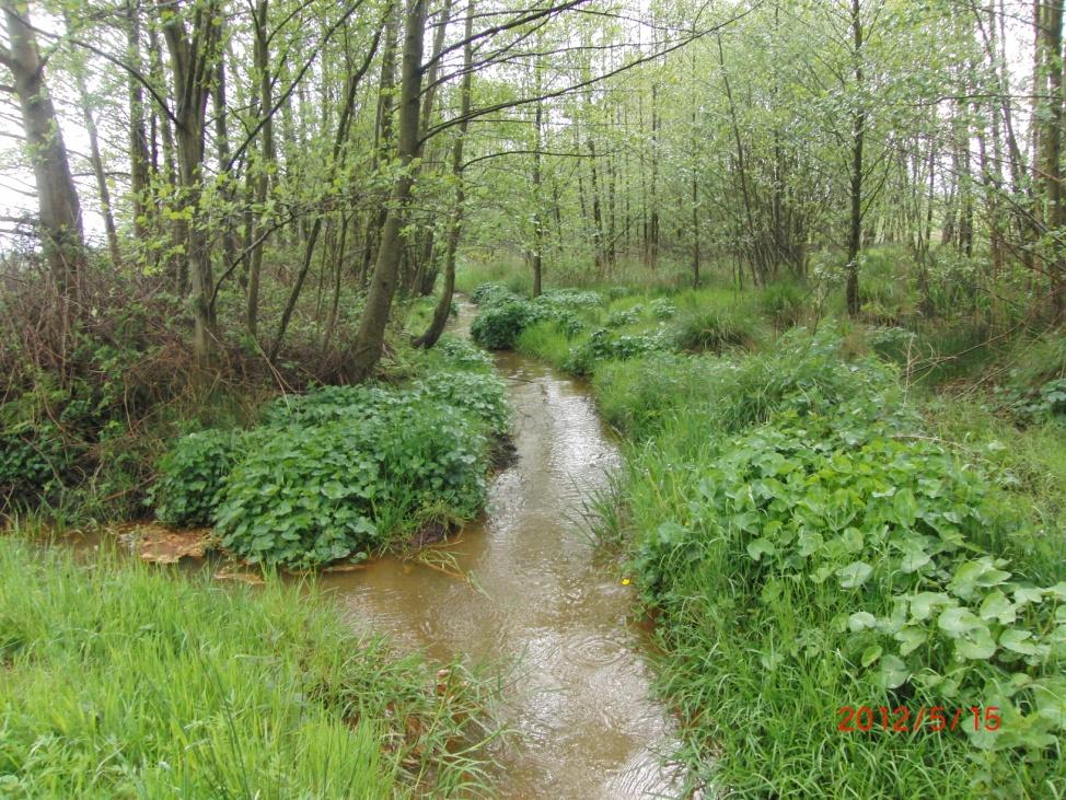 Soorten van de bovenloop in de bosrand De monsterpunten 201110 en 201060 liggen in een smalle strook bos, zijn daardoor beschaduwd en waterplanten ontbreken (vrijwel).