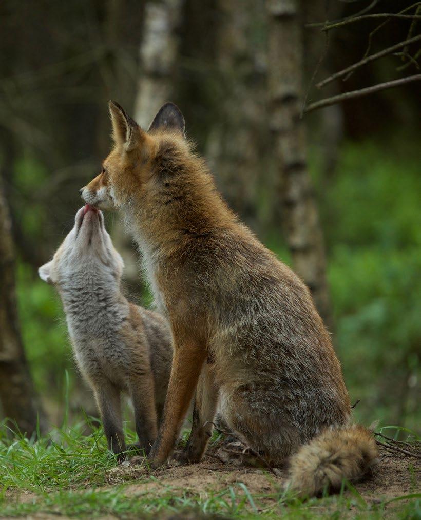 Filmbeelden zijn enkel te gebruiken in combinatie met WILD Buitenvoorstellingen op de Veluwe en te plaatsen