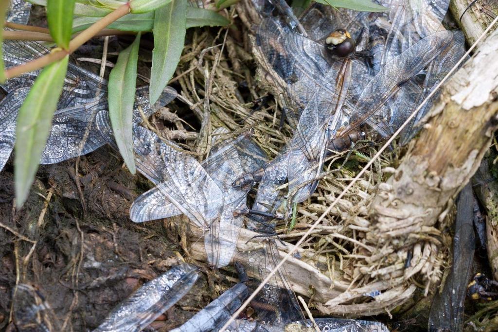 5.5 Overige soorten Buiten de waarnemingen van de onderzochte libellen zijn ook nog een aantal andere soorten waargenomen: Een Ringslang op 12 6 2011 Zwanenbloem (beschermde plant) Vele