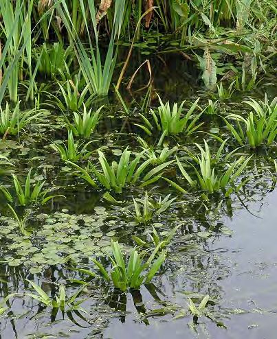 Dat water vermengde zich snel met het aanwezige water in de Weerribben. Dit was zeer ongunstig voor de waterkwaliteit. De natuur ging erop achteruit.