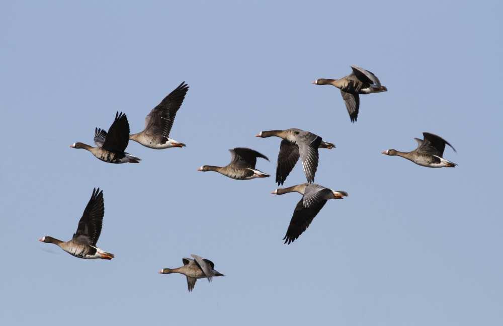 Wintervogels