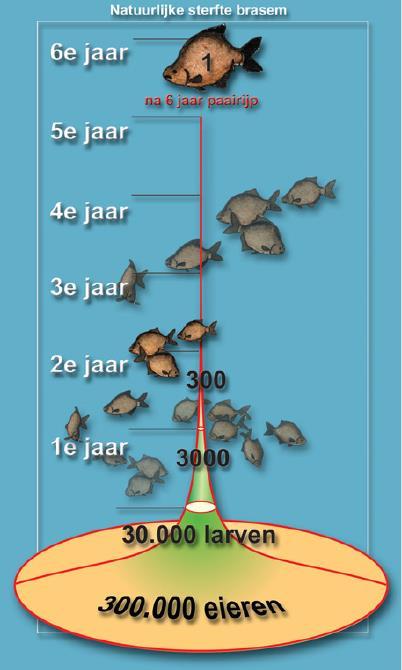 Een natuurlijk verschijnsel Alles wat leeft gaat een keer