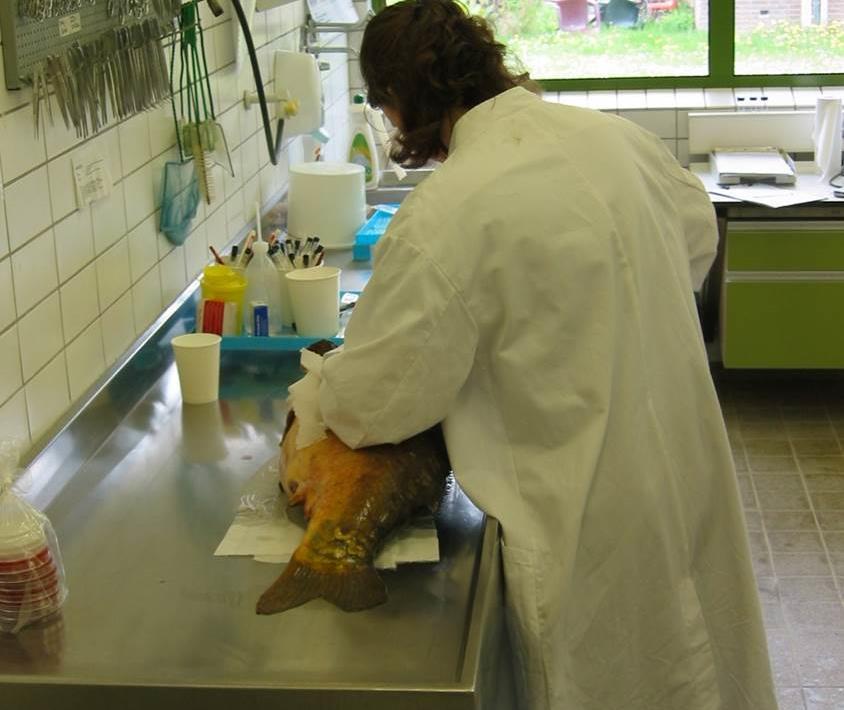 46 CVI Lelystad Vis- en schelpdierziektenlaboratorium Onderzoek aan levende vis