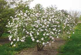 Viburnum farreri werd als moederplant gebruikt en V. grandiflorum leverde het stuifmeel.